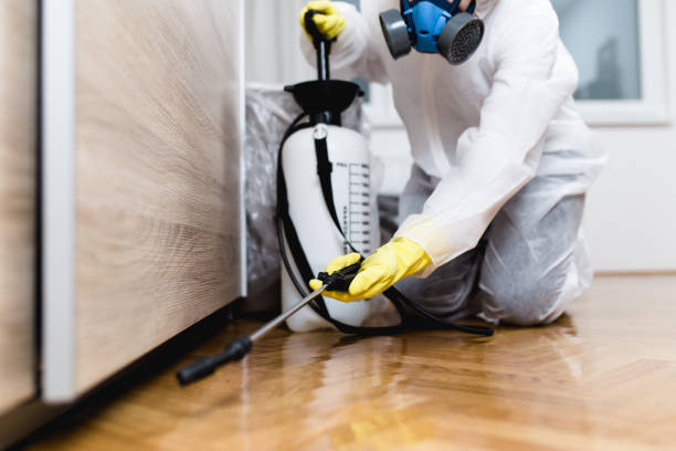 Wasp Removal Services in Pinole, CA