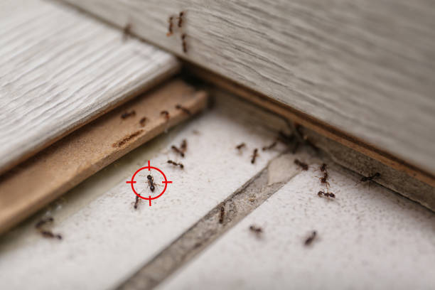 Best Termite Control Services  in Pinole, CA