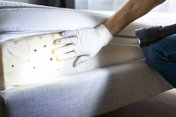 Best Flea Control Services  in Pinole, CA