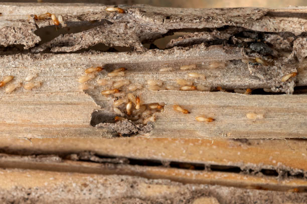 Best Bird Control  in Pinole, CA