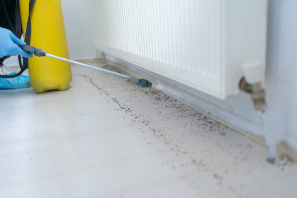 Best Bed Bug Extermination  in Pinole, CA
